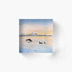 Whale Safari - Calm Spring