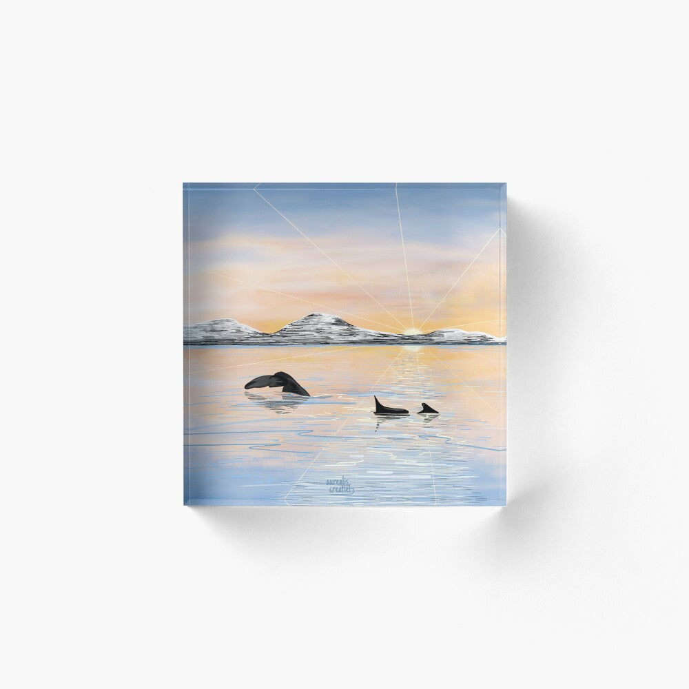 Whale Safari - Calm Spring