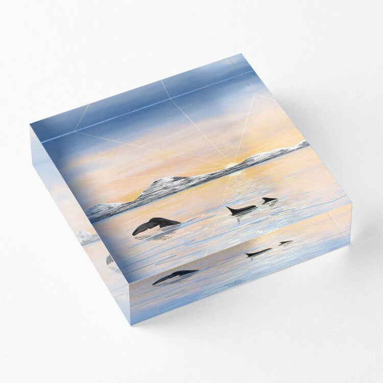 Whale Safari - Calm Spring