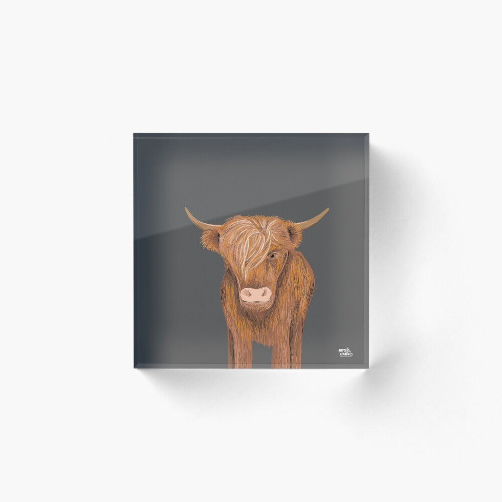 Highland Cow