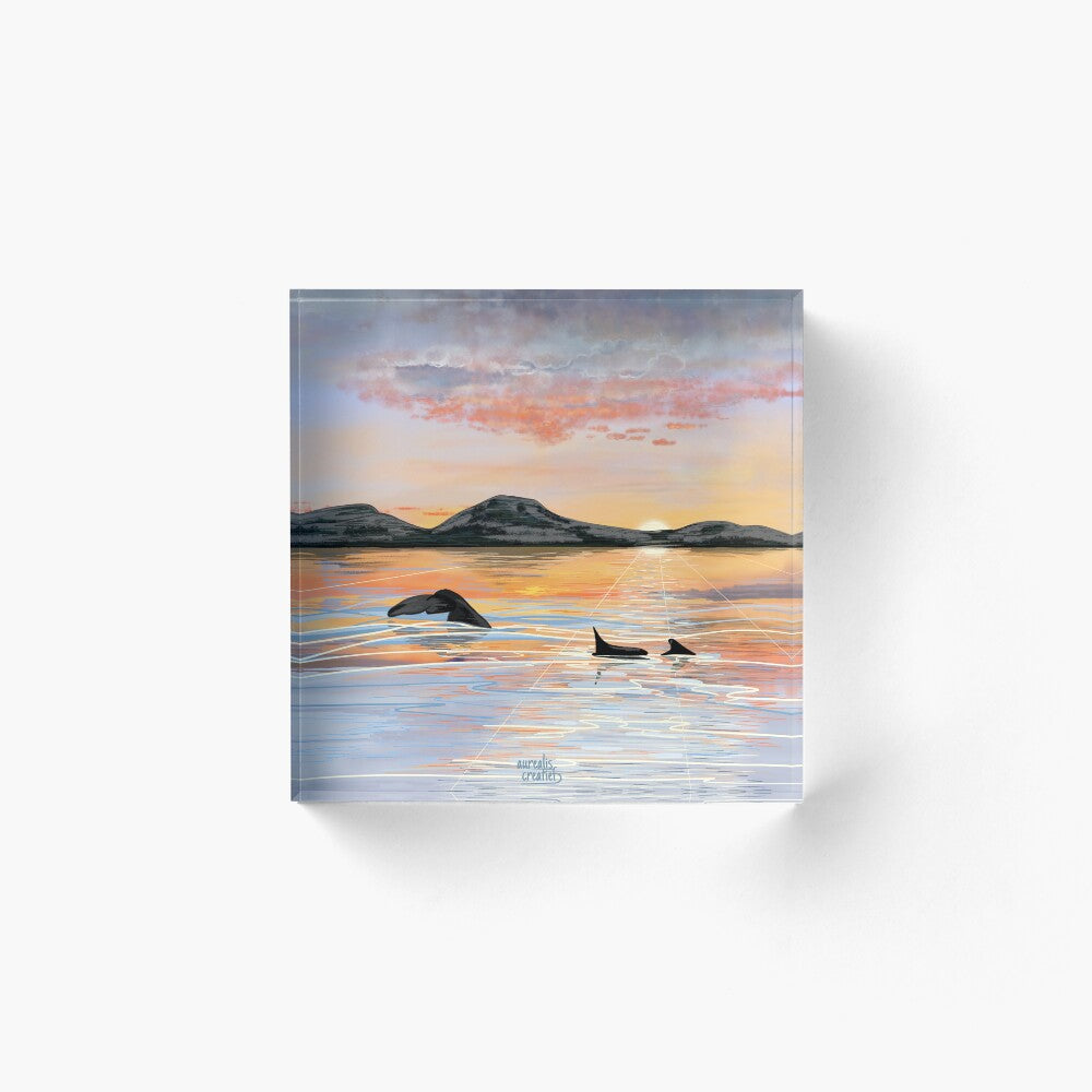 Whale Safari - Midnightsun