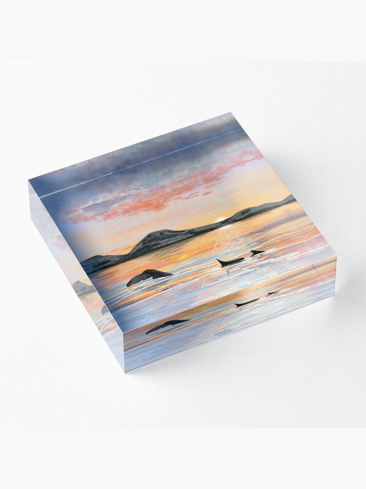 Whale Safari - Midnightsun