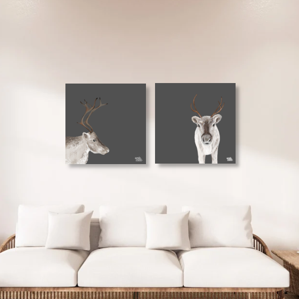 Sámi Reindeer antlers