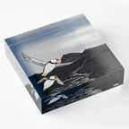 Puffins on the Wind
