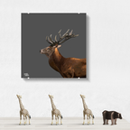 Red deer